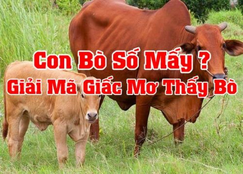 Mơ thấy con bò đánh con gì? Điềm lành hay dữ