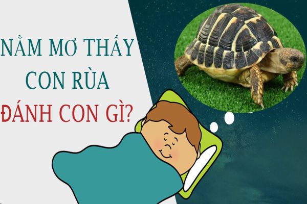 Mơ thấy rùa đánh con gì? Điềm báo tốt hay xấu