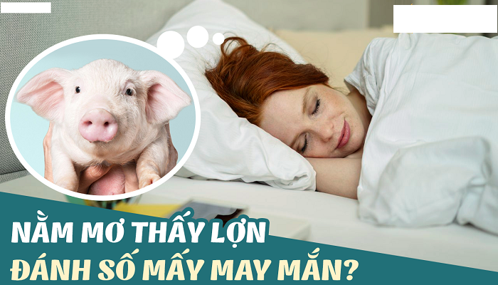 Nằm mơ thấy heo đánh con gì? Điềm lành hay dữ?