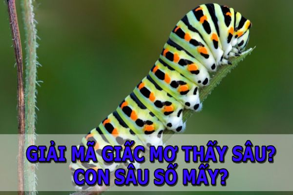 Con sâu số mấy? Mơ thấy sâu là điềm báo gì? Tốt hay xấu?