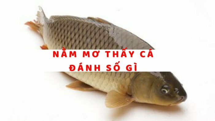 Mơ thấy cá đánh con gì để trúng đề chuẩn xác nhất?