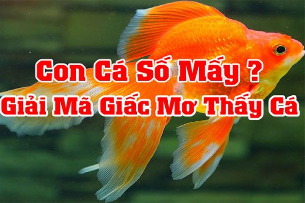 Mơ thấy câu cá đánh con gì để gặp may mắn dành cho dân soi cầu