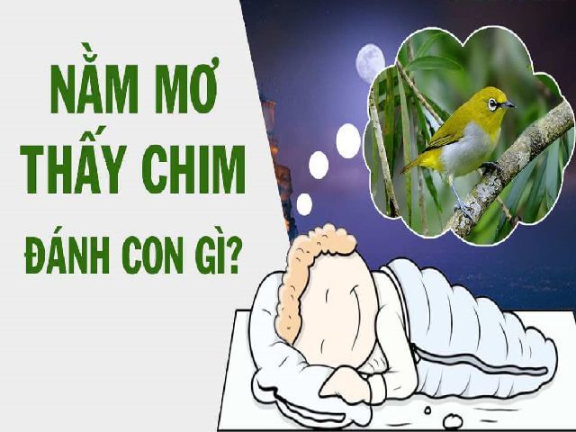 Giải mã giấc mơ thấy chim – Mơ thấy chim đánh đề con gì?