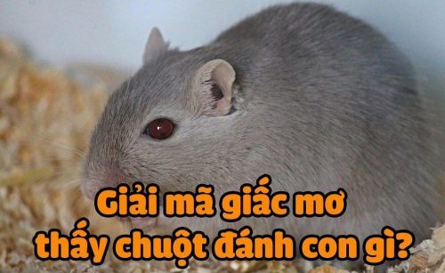 Mơ chuột vào nhà đánh con gì mang lại may mắn nhất?