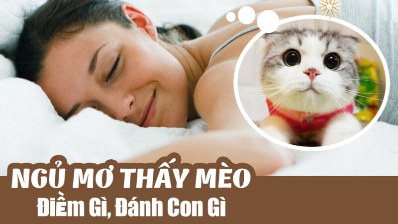 Nằm mơ thấy mèo đánh số mấy thì may mắn và trúng lớn nhất?