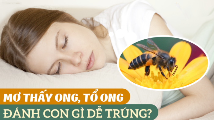 Ngủ mơ bị ong đốt đánh con gì? Mơ thấy bị ong đốt dự báo điều gì đến với bạn?