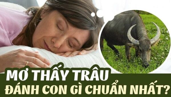 Con trâu số mấy? Đánh con gì dễ trúng nhất?Ý nghĩa của giấc mơ